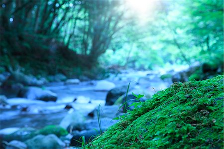 Green leaves and moss Foto de stock - Sin royalties Premium, Código: 622-06549360