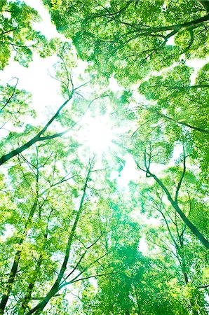 sun shining sky - Trees and sunlight Stock Photo - Premium Royalty-Free, Code: 622-06549414