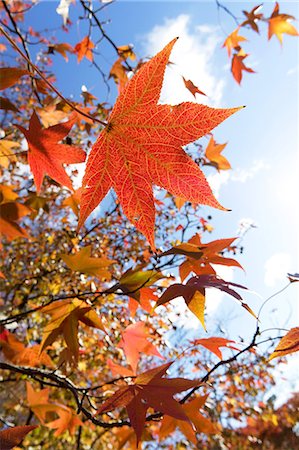 Autumn leaves Foto de stock - Sin royalties Premium, Código: 622-06549426