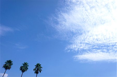 Palm trees and blue sky with clouds Photographie de stock - Premium Libres de Droits, Code: 622-06549420