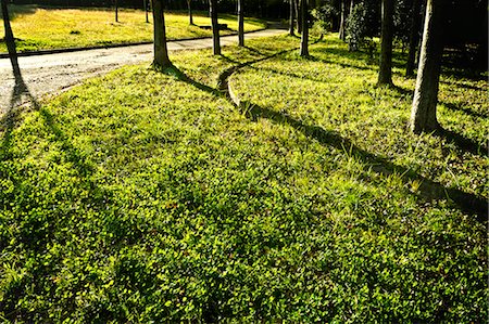 park sidewalk - Tree shadows on the ground Stock Photo - Premium Royalty-Free, Code: 622-06549423