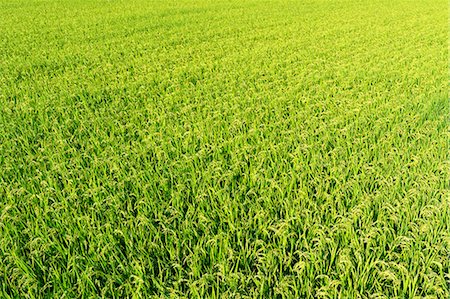 rice fields or rice farms - Rice ears Stock Photo - Premium Royalty-Free, Code: 622-06549436