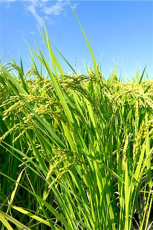 field rice - Rice ears Stock Photo - Premium Royalty-Free, Code: 622-06549433