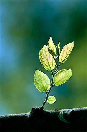 Green leaves Photographie de stock - Premium Libres de Droits, Code: 622-06549456