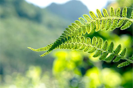 fern leaf - Fern leaves Stock Photo - Premium Royalty-Free, Code: 622-06549461