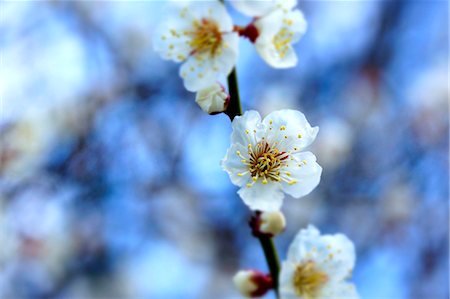 simsearch:622-06439706,k - White plum blossoms, Osaka Prefecture Stock Photo - Premium Royalty-Free, Code: 622-06809059