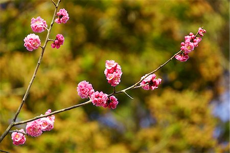 simsearch:622-06439706,k - Red plum blossoms, Nara Prefecture Stock Photo - Premium Royalty-Free, Code: 622-06809070