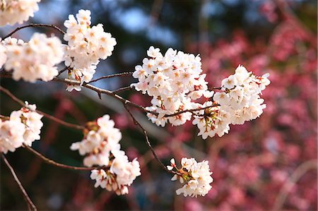 simsearch:622-06809103,k - Cherry blossoms Stockbilder - Premium RF Lizenzfrei, Bildnummer: 622-06809087