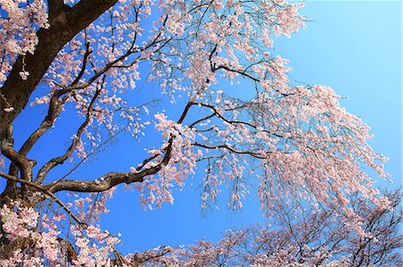 simsearch:622-06809103,k - Cherry blossoms and blue sky Stockbilder - Premium RF Lizenzfrei, Bildnummer: 622-06809090