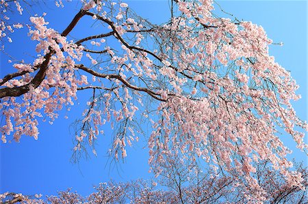 simsearch:622-06809103,k - Cherry blossoms and blue sky Stockbilder - Premium RF Lizenzfrei, Bildnummer: 622-06809091