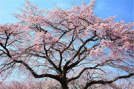 simsearch:622-06809103,k - Cherry blossoms and blue sky Stockbilder - Premium RF Lizenzfrei, Bildnummer: 622-06809092