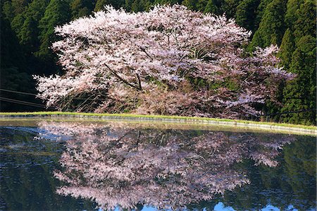 Cherry blossoms in Morokino, Nara Prefecture Foto de stock - Sin royalties Premium, Código: 622-06809104