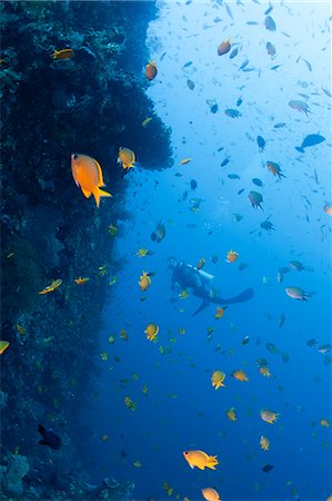 female scuba diver - Diver and Beetle damselfishes Photographie de stock - Premium Libres de Droits, Code: 622-06809108