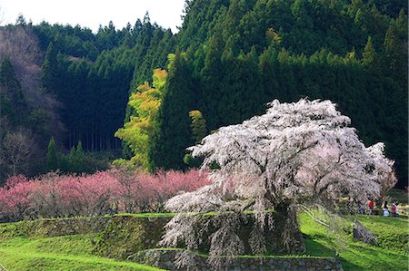 peach color - Cherry and peach blossoms in Matabe, Nara Prefecture Stock Photo - Premium Royalty-Free, Code: 622-06809100