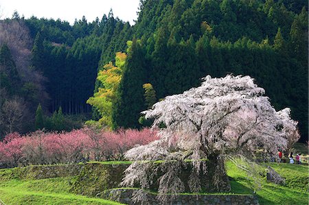 peach flower - Cherry and peach blossoms in Matabe, Nara Prefecture Stock Photo - Premium Royalty-Free, Code: 622-06809100