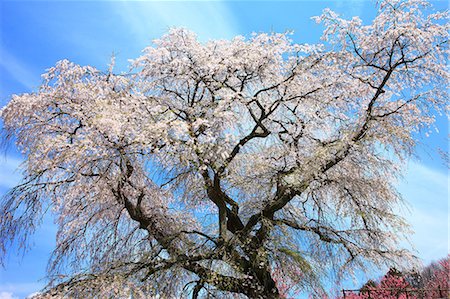 simsearch:622-06809103,k - Cherry blossoms in Matabe, Nara Prefecture Stockbilder - Premium RF Lizenzfrei, Bildnummer: 622-06809103