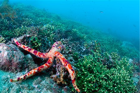reef - Marine life scene Stock Photo - Premium Royalty-Free, Code: 622-06809112
