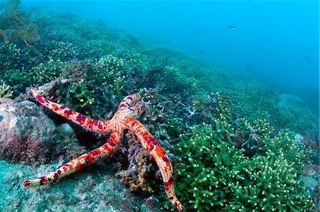 sea star - Marine life scene Foto de stock - Sin royalties Premium, Código: 622-06809112