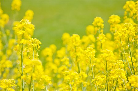 simsearch:622-06809133,k - Field mustard Stock Photo - Premium Royalty-Free, Code: 622-06809124