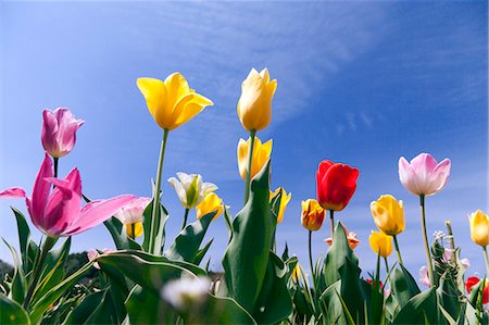 simsearch:622-06809129,k - Tulips and blue sky Stock Photo - Premium Royalty-Free, Code: 622-06809125