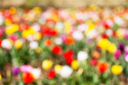 Blurred tulips Photographie de stock - Premium Libres de Droits, Code: 622-06809126