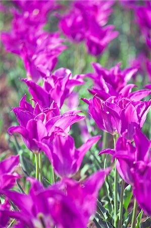 simsearch:622-06809129,k - Purple tulips Stock Photo - Premium Royalty-Free, Code: 622-06809129