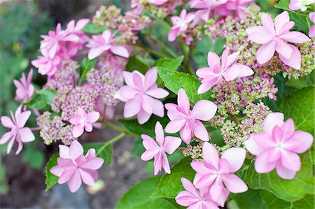 simsearch:622-07108619,k - Hydrangea flowers Stock Photo - Premium Royalty-Free, Code: 622-06809136