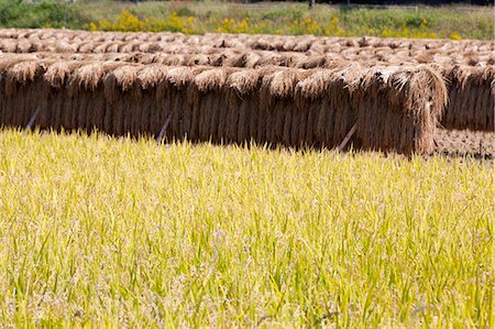 rice ear - Rice harvest Photographie de stock - Premium Libres de Droits, Code: 622-06809139