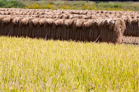 Rice harvest Foto de stock - Sin royalties Premium, Código: 622-06809139