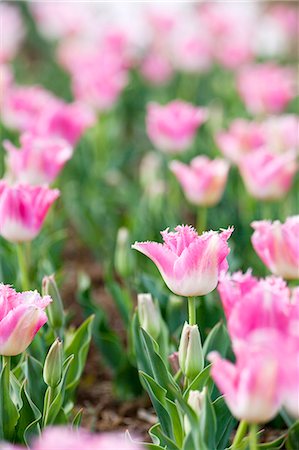 Pink Tulips Photographie de stock - Premium Libres de Droits, Code: 622-06809132