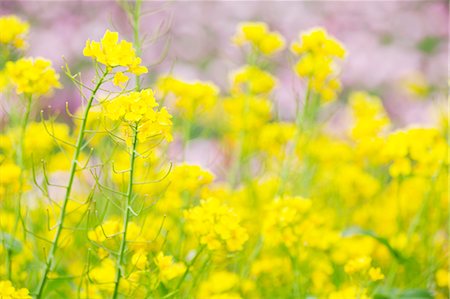 sinapis arvensis - Field mustard Stockbilder - Premium RF Lizenzfrei, Bildnummer: 622-06809133