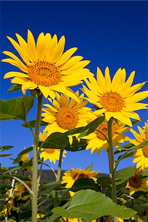 Sunflowers and blue sky Stock Photo - Premium Royalty-Free, Code: 622-06809145