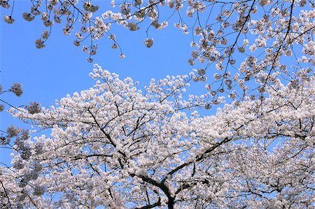 simsearch:622-06439681,k - Cherry blossoms and sky Stock Photo - Premium Royalty-Free, Code: 622-06809149