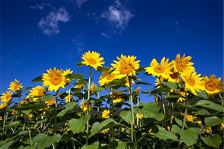 simsearch:622-06809182,k - Sunflowers and blue sky Foto de stock - Sin royalties Premium, Código: 622-06809143