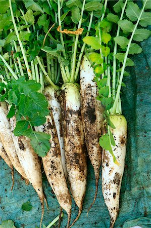 rettich - Radish Stockbilder - Premium RF Lizenzfrei, Bildnummer: 622-06809157