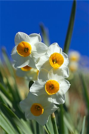 simsearch:622-06809160,k - Narcissus flowers and blue sky, Chiba Prefecture Photographie de stock - Premium Libres de Droits, Code: 622-06809168