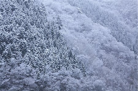 Forest covered in snow, Okutama Foto de stock - Sin royalties Premium, Código: 622-06809183