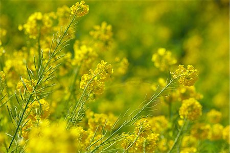 simsearch:622-06809263,k - Field mustard, Kanagawa Prefecture Foto de stock - Royalty Free Premium, Número: 622-06809190