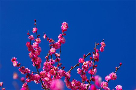 simsearch:622-08065145,k - Red Plum flowers and blue sky, Shizuoka Prefecture Fotografie stock - Premium Royalty-Free, Codice: 622-06809207