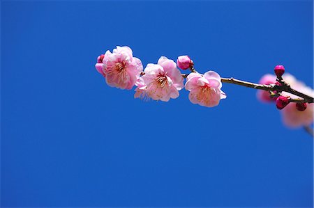 simsearch:622-08065145,k - Plum flowers, Saitama Prefecture Fotografie stock - Premium Royalty-Free, Codice: 622-06809209