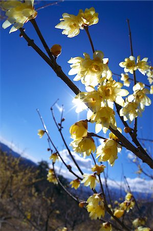 simsearch:622-06809118,k - Wintersweet flowers, Saitama Prefecture Stock Photo - Premium Royalty-Free, Code: 622-06809215