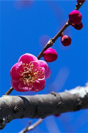 simsearch:622-08065145,k - Red Plum flowers and blue sky, Shizuoka Prefecture Fotografie stock - Premium Royalty-Free, Codice: 622-06809218