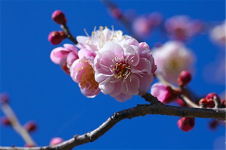 simsearch:622-08065145,k - Plum flowers, Saitama Prefecture Fotografie stock - Premium Royalty-Free, Codice: 622-06809224