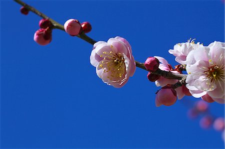 simsearch:622-08065145,k - Plum flowers, Saitama Prefecture Fotografie stock - Premium Royalty-Free, Codice: 622-06809223