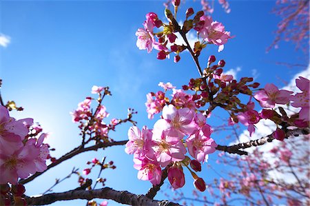 spring season, nobody - Kawazu cherry blossoms Stock Photo - Premium Royalty-Free, Code: 622-06809237