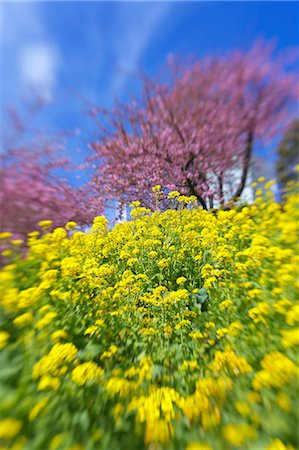 simsearch:622-06900499,k - Cherry trees and rape blossoms Photographie de stock - Premium Libres de Droits, Code: 622-06809239