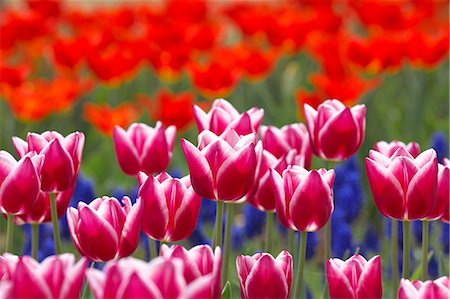 simsearch:622-06439809,k - Tulips Stock Photo - Premium Royalty-Free, Code: 622-06809255