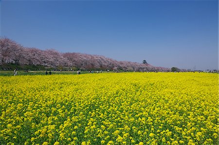 spring tree nobody flower pink sky - Cherry trees and rapeseed field, Saitama Prefecture Stock Photo - Premium Royalty-Free, Code: 622-06809250