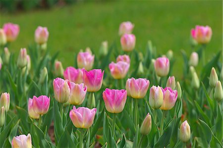 simsearch:622-06900533,k - Tulips Photographie de stock - Premium Libres de Droits, Code: 622-06809253