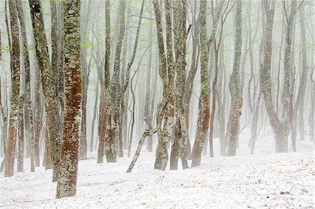Beech forest and snow Stock Photo - Premium Royalty-Free, Code: 622-06809304